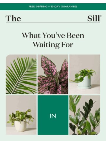 No Thumbnail Set