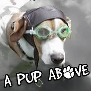 A Pup Above ?