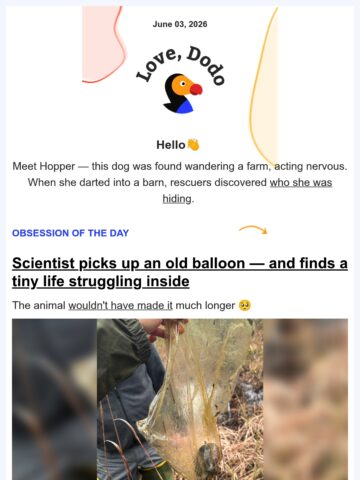 No Thumbnail Set